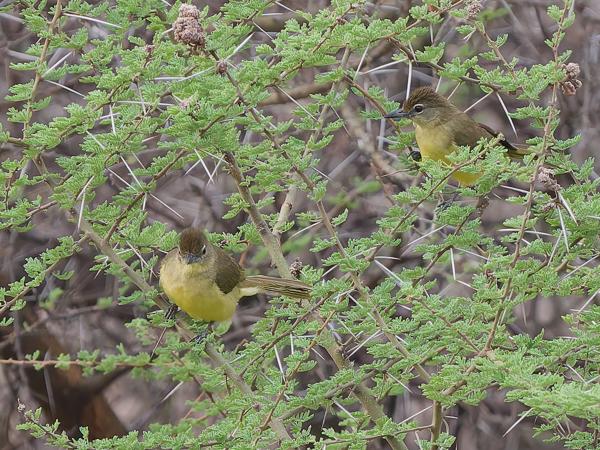 <h3><a href="/trips/tanzania/biota/animalia/chordata/aves/040 passeriformes/074 pycnonotidae/chlorocichla flaviventris/chlorocichla flaviventris-nl.html">Chlorocichla&nbsp;flaviventris</a> / Yellow‑bellied&nbsp;greenbul / Geelborstbuulbuul</h3>OM-1 Mark II met OLYMPUS M.150-400mm F4.5, 1/2000 sec  bij F4.5, ISO 3200, afstand 35.5&nbsp;m